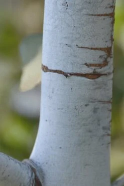 Bluey Cold Hardy Eucalyptus Tree (Eucalyptus Pulverulenta) - Quart Pot -Healthy Plant Shop Eucalyptus Bluey 1