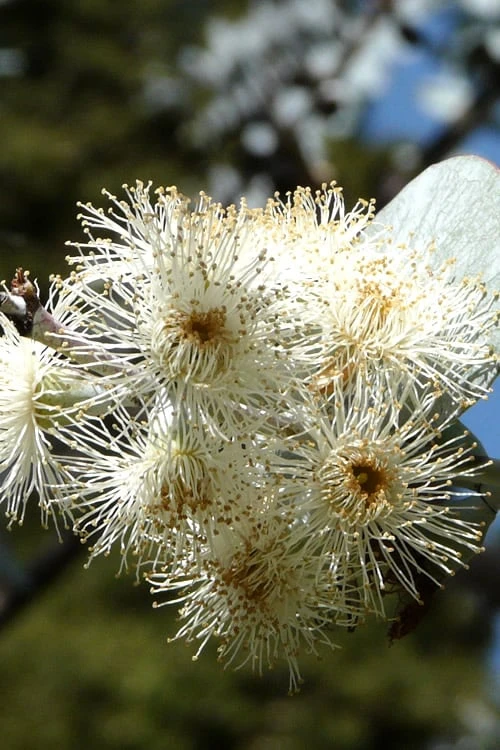 Bluey Cold Hardy Eucalyptus Tree (Eucalyptus Pulverulenta) - 1 Gallon Pot 8 Bluey Cold Hardy Eucalyptus Tree (Eucalyptus Pulverulenta) - 1 Gallon Pot - Image 8