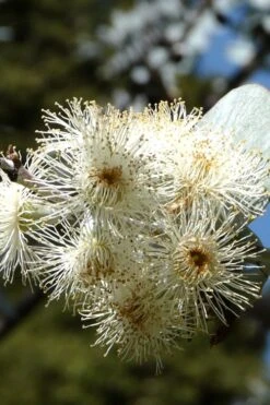 Bluey Cold Hardy Eucalyptus Tree (Eucalyptus Pulverulenta) - Quart Pot -Healthy Plant Shop Eucalyptus Bluey 6
