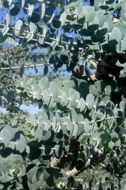 Bluey Cold Hardy Eucalyptus Tree (Eucalyptus Pulverulenta) - 5 Gallon Pot -Healthy Plant Shop Eucalyptus Bluey 8 3