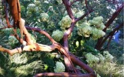 Funky Monkey Cold Hardy Eucalyptus Tree (Eucalyptus Parvula) - 2 Gallon Pot -Healthy Plant Shop Eucalyptus Funky Monkey Branches 2