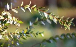 Funky Monkey Cold Hardy Eucalyptus Tree (Eucalyptus Parvula) - 6 Pack Of 1 Gallon Pots -Healthy Plant Shop Eucalyptus Funky Monkey Leaves 1