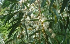 Funky Monkey Cold Hardy Eucalyptus Tree (Eucalyptus Parvula) - 3 Gallon Pot 10 Funky Monkey Cold Hardy Eucalyptus Tree (Eucalyptus Parvula) - 3 Gallon Pot -Healthy Plant Shop Eucalyptus Funky Monkey Leaves Mature