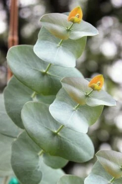 Luna Cold Hardy Eucalyptus Tree (Eucalyptus Perriniana) - Quart Pot 8 Luna Cold Hardy Eucalyptus Tree (Eucalyptus Perriniana) - Quart Pot -Healthy Plant Shop Eucalyptus Luna 1 1