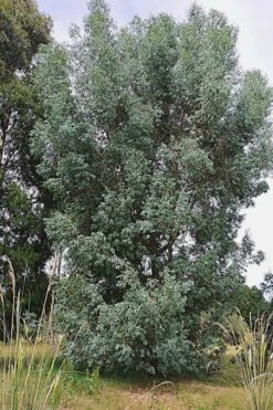 Luna Cold Hardy Eucalyptus Tree (Eucalyptus Perriniana) - 1 Gallon Pot -Healthy Plant Shop Eucalyptus Luna 5