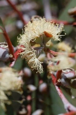 Luna Cold Hardy Eucalyptus Tree (Eucalyptus Perriniana) - 1 Gallon Pot -Healthy Plant Shop Eucalyptus Luna 6