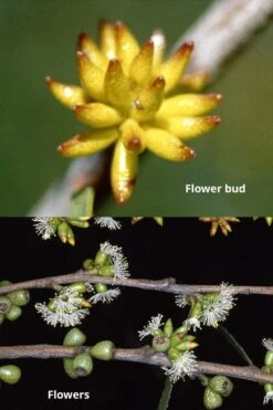 Skinny Minny Hardy Eucalyptus Tree (Eucalyptus Moorei) - Quart Pot 6 Skinny Minny Hardy Eucalyptus Tree (Eucalyptus Moorei) - Quart Pot -Healthy Plant Shop Eucalyptus Skinny Minny 1