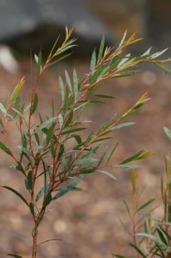 Skinny Minny Hardy Eucalyptus Tree (Eucalyptus Moorei) - Quart Pot 7 Skinny Minny Hardy Eucalyptus Tree (Eucalyptus Moorei) - Quart Pot -Healthy Plant Shop Eucalyptus Skinny Minny 2