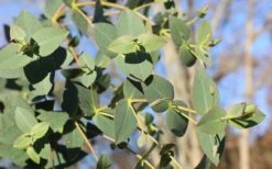 Cab Sav Cold Hardy Eucalyptus Tree (Eucalyptus Rubida) - 1 Gallon Pot -Healthy Plant Shop Eucalyptus Tree Cab Sav Rubida