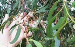 Grace Cold Hardy Eucalyptus Tree (Eucalyptus Elliptica) - 1 Gallon Pot 8 Grace Cold Hardy Eucalyptus Tree (Eucalyptus Elliptica) - 1 Gallon Pot -Healthy Plant Shop Eucalyptus Tree Grace White Gum Elliptica