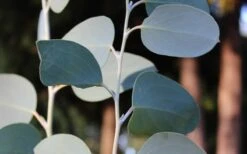 Mappa Tassie Cold Hardy Eucalyptus Tree (Eucalyptus Pauciflora) - 2 Gallon Pot -Healthy Plant Shop Eucalyptus Tree Mappa Tassie Pauciflora Snow Gum