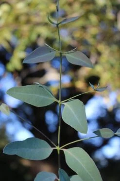 Grace Cold Hardy Eucalyptus Tree (Eucalyptus Elliptica) - 1 Gallon Pot 9 Grace Cold Hardy Eucalyptus Tree (Eucalyptus Elliptica) - 1 Gallon Pot -Healthy Plant Shop Eucalytptus Grace BS