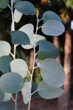 Mappa Tassie Cold Hardy Eucalyptus Tree (Eucalyptus Pauciflora) - Quart Pot -Healthy Plant Shop Eucalytptus Mappa Tassie BS 1