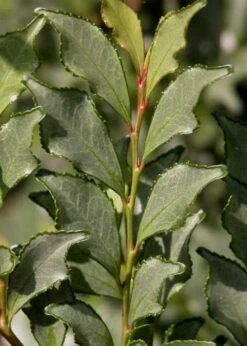 Eurya Japonica 'Moutiers' - 3 Gallon Pot -Healthy Plant Shop Eurya Japonica Moutiers 1