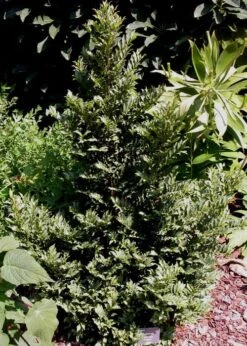 Eurya Japonica 'Moutiers' - 3 Gallon Pot -Healthy Plant Shop Eurya Japonica Moutiers 3