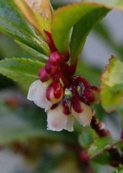 Eurya Japonica 'Moutiers' - 3 Gallon Pot -Healthy Plant Shop Eurya Japonica Moutiers 7