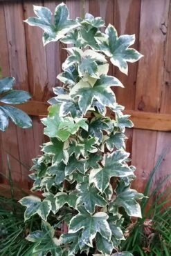 Angyo Star Fatshedera - 3 Gallon Pot -Healthy Plant Shop Fatshedera Angyo Star 3