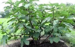 Chicago Cold Hardy Fig Tree - 3 Gallon Pot -Healthy Plant Shop Fig Chicago Cold Hardy 1