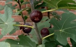 Chicago Cold Hardy Fig Tree - 3 Gallon Pot -Healthy Plant Shop Fig Chicago Cold Hardy