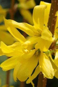 Believe It Or Not Forsythia - 2 Gallon Pot 11 Believe It Or Not Forsythia - 2 Gallon Pot -Healthy Plant Shop Forsythia Lynwood Gold Rev 2 500x750 1
