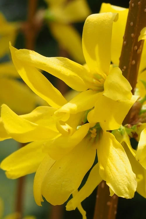 Believe It Or Not Forsythia - 2 Gallon Pot 6 Believe It Or Not Forsythia - 2 Gallon Pot - Image 6
