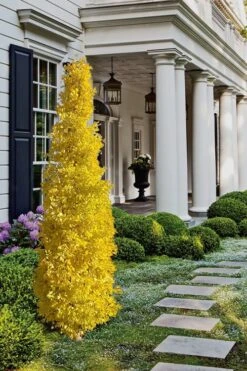 Sky Tower Ginkgo Maidenhair Tree (Male) - 2 Gallon Pot -Healthy Plant Shop Ginkgo Sky Tower 1
