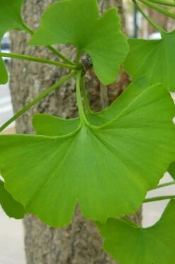 Sky Tower Ginkgo Maidenhair Tree (Male) - 2 Gallon Pot -Healthy Plant Shop Ginkgo Tree 11