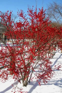 Male & Female Winterberry Holly Combo (2-Pack Of 3 Gallon Pots) -Healthy Plant Shop Holly Winter Red 2