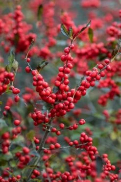 Male & Female Winterberry Holly Combo (2-Pack Of 3 Gallon Pots) -Healthy Plant Shop Holly Winter Red 3