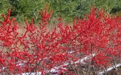 Male & Female Winterberry Holly Combo (2-Pack Of 3 Gallon Pots) -Healthy Plant Shop Holly Winter Red 4