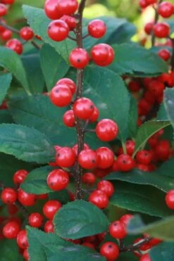 Male & Female Winterberry Holly Combo (2-Pack Of 3 Gallon Pots) -Healthy Plant Shop Holly Winter Red 5