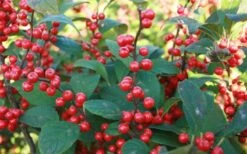 Male & Female Winterberry Holly Combo (2-Pack Of 3 Gallon Pots) -Healthy Plant Shop Holly Winter Red 7