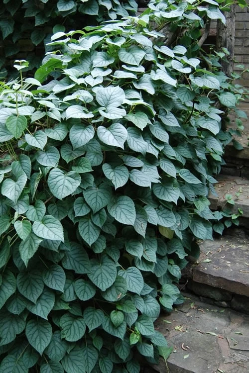 Moonlight Climbing Hydrangea - 5 Gallon Pot 7 Moonlight Climbing Hydrangea - 5 Gallon Pot - Image 7