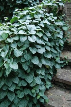 Moonlight Climbing Hydrangea - 1 Gallon Pot 17 Moonlight Climbing Hydrangea - 1 Gallon Pot -Healthy Plant Shop Hydrangea Climbing Moonlight 2