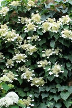 Moonlight Climbing Hydrangea - 5 Gallon Pot 18 Moonlight Climbing Hydrangea - 5 Gallon Pot -Healthy Plant Shop Hydrangea Climbing Moonlight 3 2
