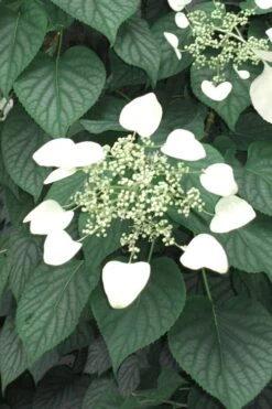Moonlight Climbing Hydrangea - 1 Gallon Pot 14 Moonlight Climbing Hydrangea - 1 Gallon Pot -Healthy Plant Shop Hydrangea Climbing Moonlight 5