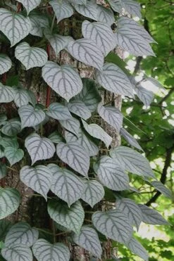 Moonlight Climbing Hydrangea - 5 Gallon Pot 21 Moonlight Climbing Hydrangea - 5 Gallon Pot -Healthy Plant Shop Hydrangea Climbing Moonlight 6 2