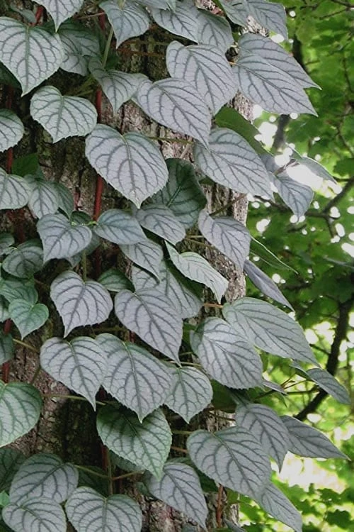 Moonlight Climbing Hydrangea - 5 Gallon Pot 11 Moonlight Climbing Hydrangea - 5 Gallon Pot - Image 11