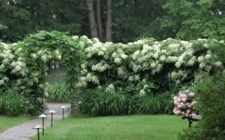 Moonlight Climbing Hydrangea - 1 Gallon Pot 20 Moonlight Climbing Hydrangea - 1 Gallon Pot -Healthy Plant Shop Hydrangea Climbing Petiolaris 16