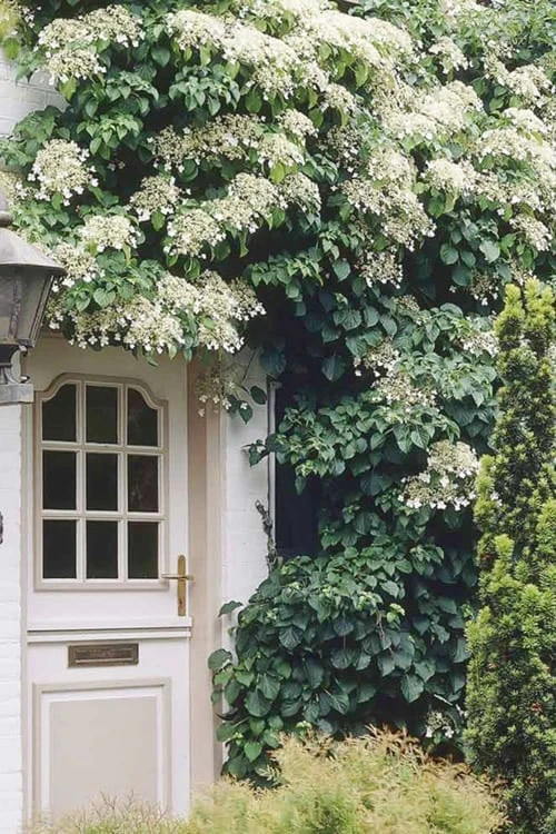 Moonlight Climbing Hydrangea - 1 Gallon Pot 5 Moonlight Climbing Hydrangea - 1 Gallon Pot - Image 5