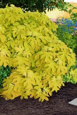 Little Honey Oakleaf Hydrangea - 1 Gallon Pot -Healthy Plant Shop Hydrangea Little Honey 2