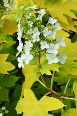 Little Honey Oakleaf Hydrangea - 1 Gallon Pot -Healthy Plant Shop Hydrangea Little Honey 3