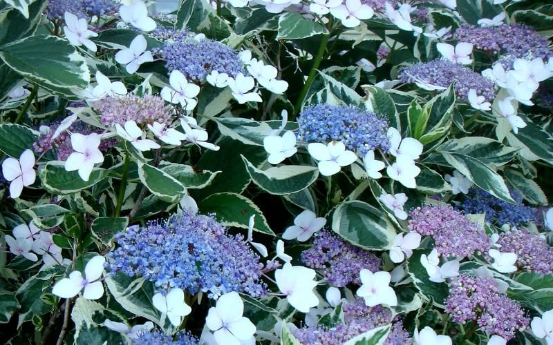 Mariesii Variegated Lacecap Hydrangea - 1 Gallon Pot 3 Mariesii Variegated Lacecap Hydrangea - 1 Gallon Pot - Image 3