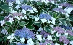 Mariesii Variegated Lacecap Hydrangea - 3 Gallon Pot -Healthy Plant Shop Hydrangea Mariesii Variegated Blooms