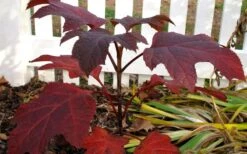 Ruby Slippers Dwarf Oakleaf Hydrangea - 7 Gallon Pot -Healthy Plant Shop Hydrangea Oakleaf Ruby Slippers Fall Foliage Color