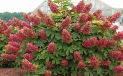 Ruby Slippers Dwarf Oakleaf Hydrangea - 7 Gallon Pot -Healthy Plant Shop Hydrangea Oakleaf Ruby Slippers Full Bloom