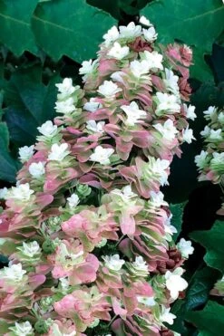Snowcicle Oakleaf Hydrangea - 3 Gallon Pot 11 Snowcicle Oakleaf Hydrangea - 3 Gallon Pot -Healthy Plant Shop Hydrangea Oakleaf Snowcicle 1
