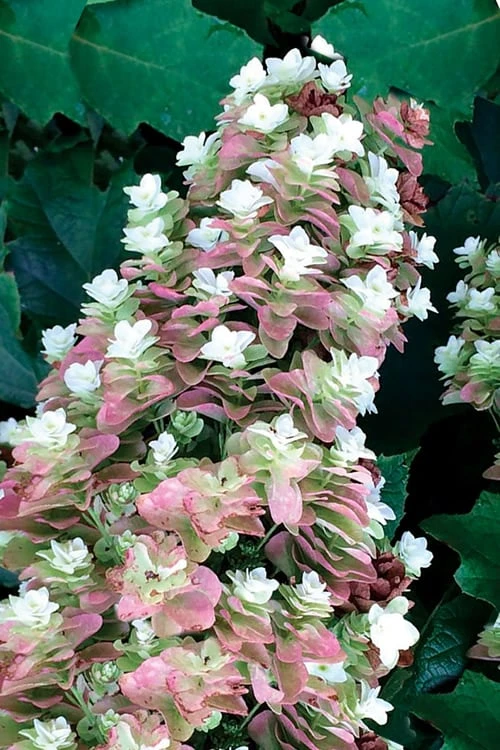 Snowcicle Oakleaf Hydrangea - 3 Gallon Pot 6 Snowcicle Oakleaf Hydrangea - 3 Gallon Pot - Image 6