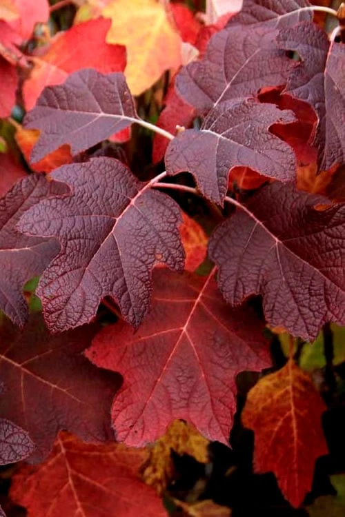 Snowcicle Oakleaf Hydrangea - 3 Gallon Pot 5 Snowcicle Oakleaf Hydrangea - 3 Gallon Pot - Image 5