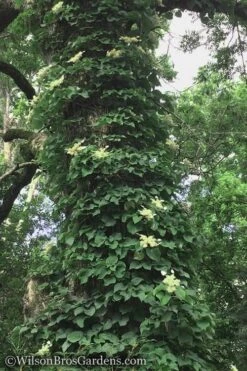 Moonlight Climbing Hydrangea - 1 Gallon Pot 16 Moonlight Climbing Hydrangea - 1 Gallon Pot -Healthy Plant Shop Hydrangea Petiolaris Climbing Tree 18